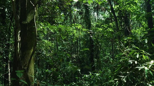 Green scenery with relic ancient trees in Yagirala Rain Forest. Sri Lanka.