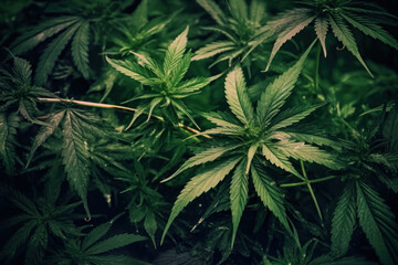 Naklejka na ściany i meble Cannabis leaf on black background.