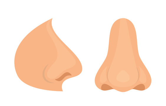 Organ of human smell, nose. Biology, anatomy of man and human organs, body. Nose, body part, perception of odors from the environment. Side view, medicine, science, sensations. Vector illustration.