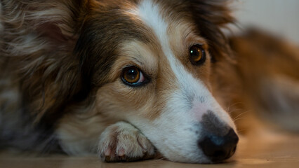 the dogs are sleeping.