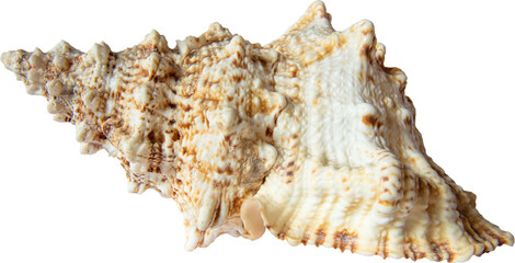 Marine shell close-up on transparent background.