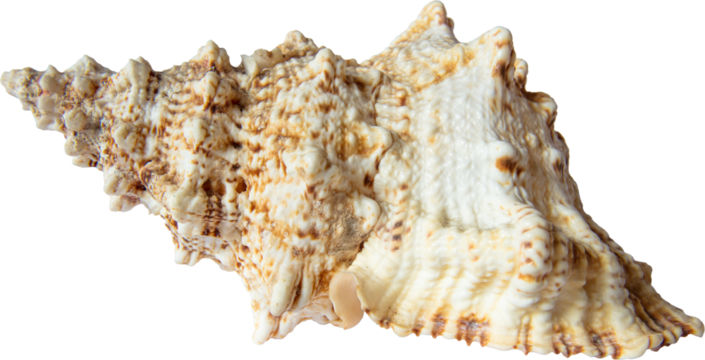 Marine shell close-up on transparent background.