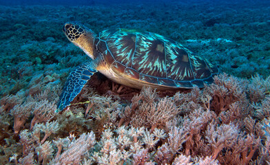 A Green turtle resting on soft corals Boracay Island Philippines