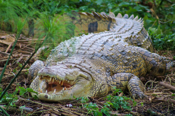 Nile Crocodile in the Nile