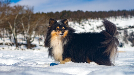 dogs in the snow