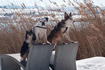 dogs in the snow