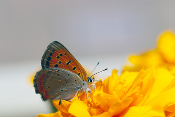 黄色い花の反射光が美しい吸蜜するベニシジミ蝶（マクロレンズ使用・屋外自然光・接写写真）