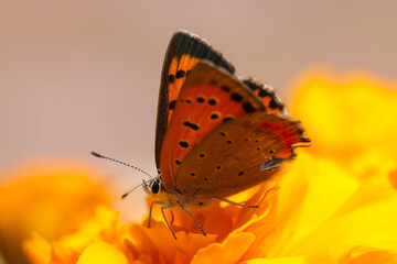 Copper butterfly (Benishijimi), sucking nectar from the orangw flowerhead (Sunny close up macro photography)