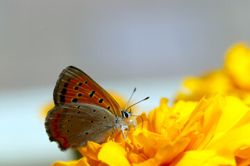 Copper butterfly (Benishijimi), sucking nectar from the orangw flowerhead (Sunny close up macro...