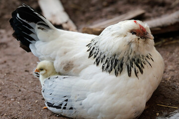 White hen with cute baby chick under wing, close-up.