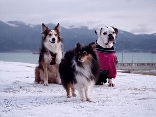 dogs in the snow