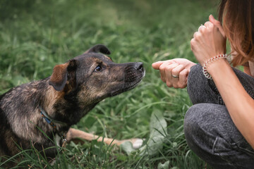 Socialization and training of dogs. Working with dogs from the shelter