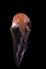 Obraz premium A photo of Chrysaora quinquecirrha jellyfish or jelly fish taken in aquarium. the jelly fish is also known as Atlantic sea nettle or east coast sea nettle