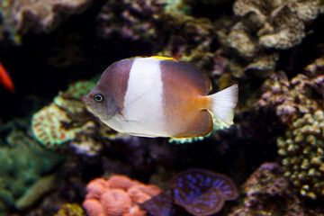 A photo of Hemitaurichthys swimming in aquarium. the fish is also known as marine ray-finned fish or butterflyfishes.