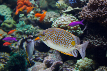 A photo of The orange-spotted spinefoot fish swimming in aquarium. the fish is also known as deepbody spinefoot, gold-saddle rabbitfish, golden