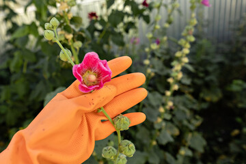 A female scientist in orange medical gloves studies an affected flower. Treatment with toxin from insect pests