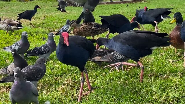 Pukeko or purple wading bird or Porphyrio porphyrio and other New Zealand birds side by side with humans