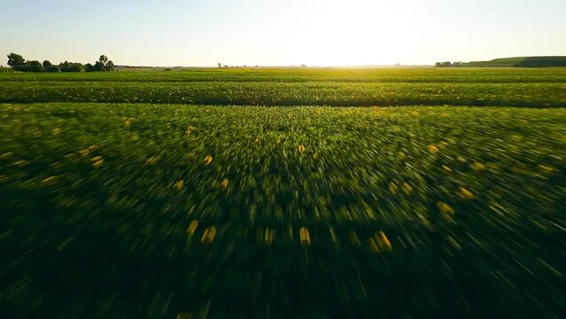 Sunflower fields for biomass and biofuel production