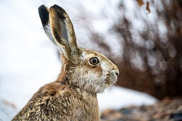 brown hare in the snow