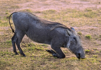 Savannah warthog kneels to graze in Kenya