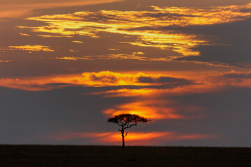 A beautiful landscape photo shot in Masai Mara Kenya, the photo also shows vast dramatic sky at...