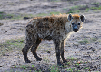 African hyena in the Kenyan savannah