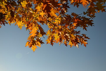 Naklejka na ściany i meble Autumn leaves in the sky