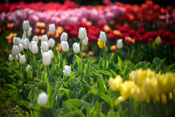 A tulip field in Holland with a yellow red tulip growing high above the other tulips. The single tulip stands out from the others against a field of pink tulips in the background
