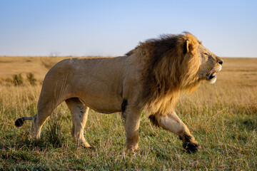 Adult Lion Roaming in Open Savannah – Masai Mara, Kenya (September 2022)