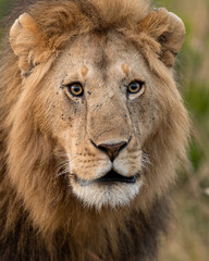 Obraz premium Vertical Portrait of Male Lion Looking Into Camera – Masai Mara, Kenya (September 2022)