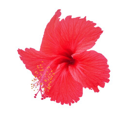 red flower on transparent png