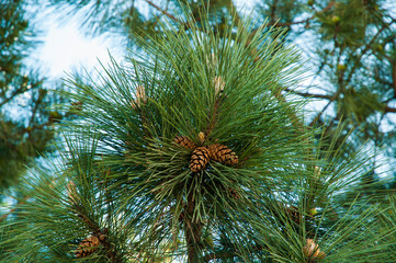 Obraz premium Pine branches on a sunny spring day, pieces of blue sky, greenery.