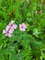 Small pink flowers