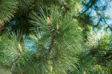 Pine branches on a sunny spring day, pieces of blue sky, greenery.