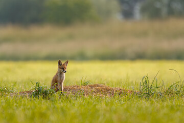 Cute little fox cub sitting on the top of the den. Adorable predator. Red fox, Vulpes vulpes, wildlife, Slovakia.