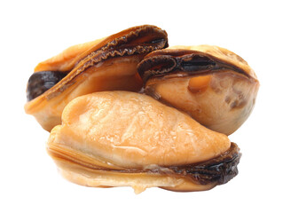 Fresh mussel isolated 