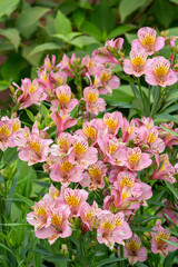 ガーデンのアルストロメリアの美しい景観