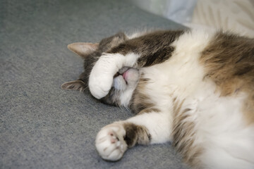 Fototapeta na wymiar the cat sleeps peacefully covering his muzzle with his paw, enjoying the cat's sleep