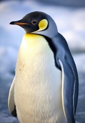 Fototapeta premium Close up of emperor penguin standing in snow, created using generative ai technology