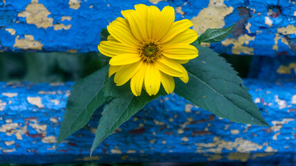 Yellow heliopsis flower with green leaves against the background of old yellow-blue wooden beams