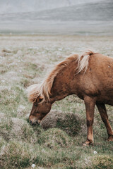 Icelandic horse horses grass landscape nature