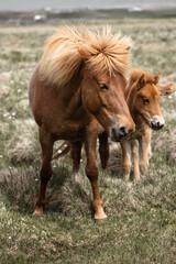 Naklejka na ściany i meble Icelandic horse horses grass landscape nature