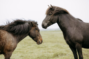 Obraz na płótnie Canvas Icelandic horse horses grass landscape nature