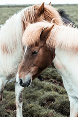 Icelandic horse horses grass landscape nature