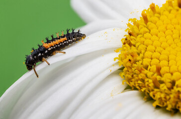 Macro close up of insect bug on a blooming yellow flower as background