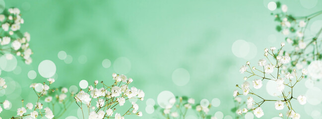 Spring flower banner with branches of blossoming white gypsophila on green background with bokeh...