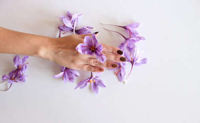 Close-up of hand holding saffron crocus. The crimson stigmas called threads are collected to be as a spice. It is among the world's most costly spices by weight.