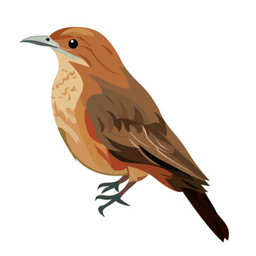 The Rufous hornero, Argentinas national bird vector illustration , Furnarius rufus ovenbird vector flat style image