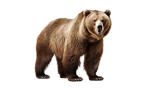 Grizzly bear with transparent background. AI generative. 