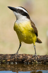 Great Kiskadee,  Pitangus sulphuratus, Calden forest, La Pampa, Argentina